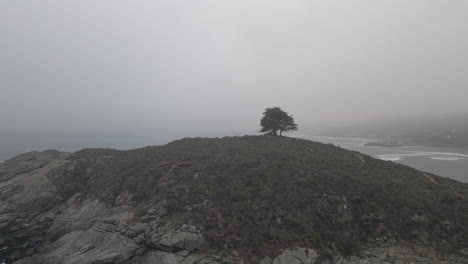 lone tree on misty coastal cliff