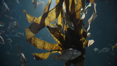 algas y peces marinos bajo el agua