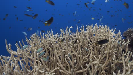 arrecife de coral tropical, la cámara nada hacia una hermosa formación de coral de cuerno de ciervo con muchos peces en palau, micronesia