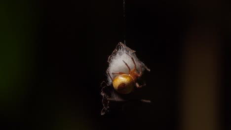 inclinar hacia abajo revelando orb weaver spider construyendo saco de huevos en la selva de tambopata