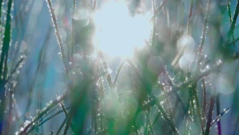 morning sunlight rays through frosted frozen plant branches, close up view