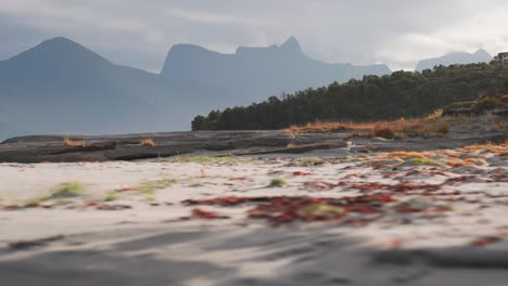 sandy beach on the fjord cost