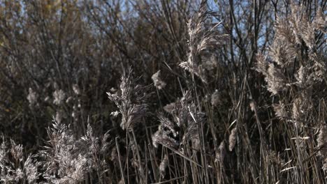 Schilfrohr,-Hohes-Trockenes-Gras-Mit-Flauschigen,-Gefiederten-Stängeln,-Das-Auf-Dem-Feld-Wächst