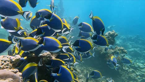 school of blue surgeonfish grazing on sunlit reef in clear water