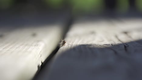 tiro macro de la oruga de la polilla gitana, insecto invasivo que invade canadá durante el verano