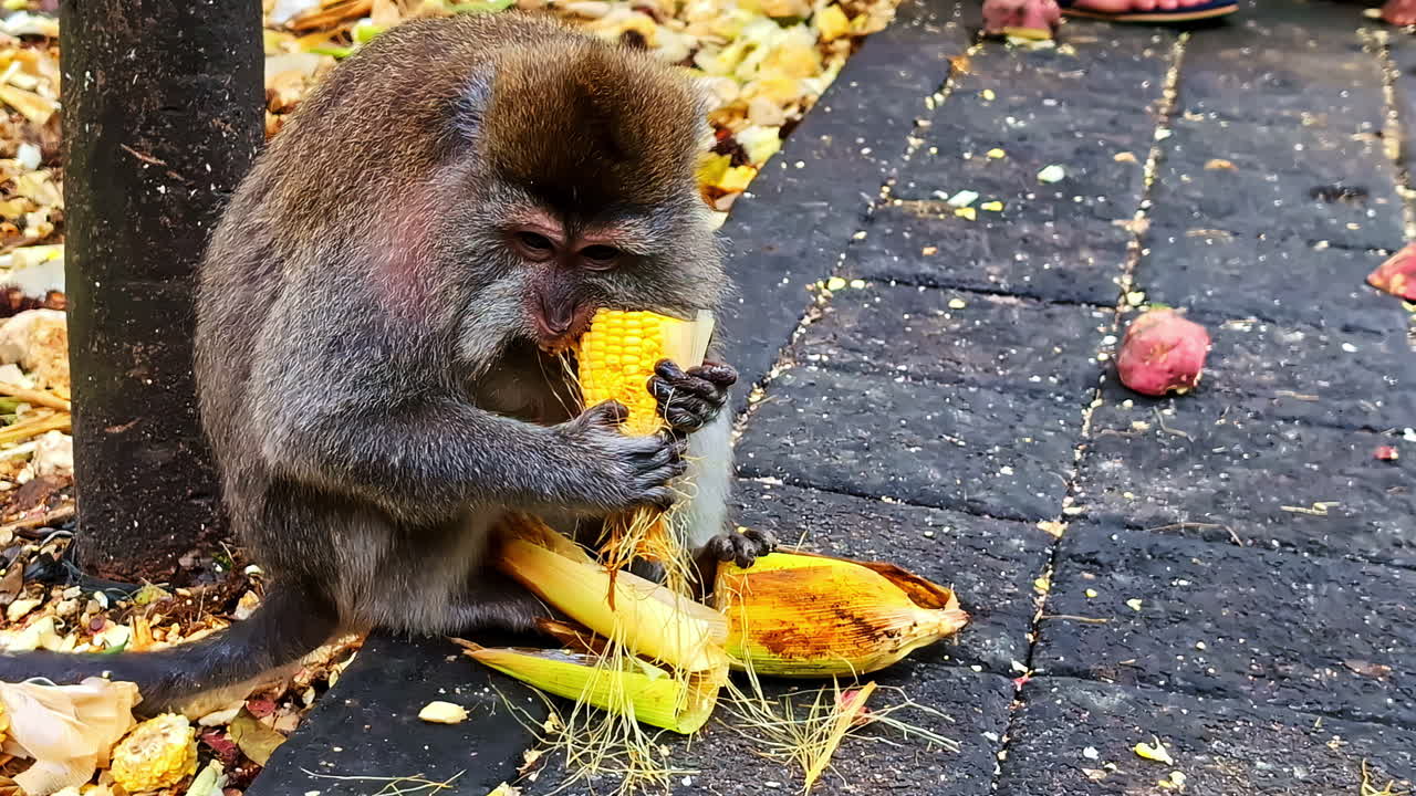 Closeup shot of a hungry monkey eating corn beside road in Bali, Indonesia.