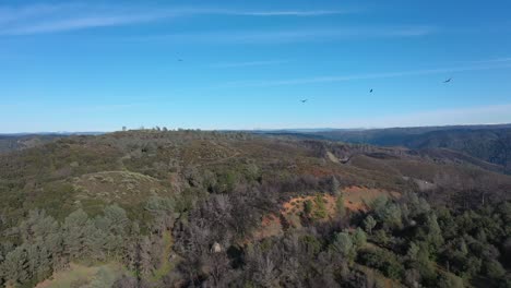 Red-Tailed-Hawks-flying-over-forest