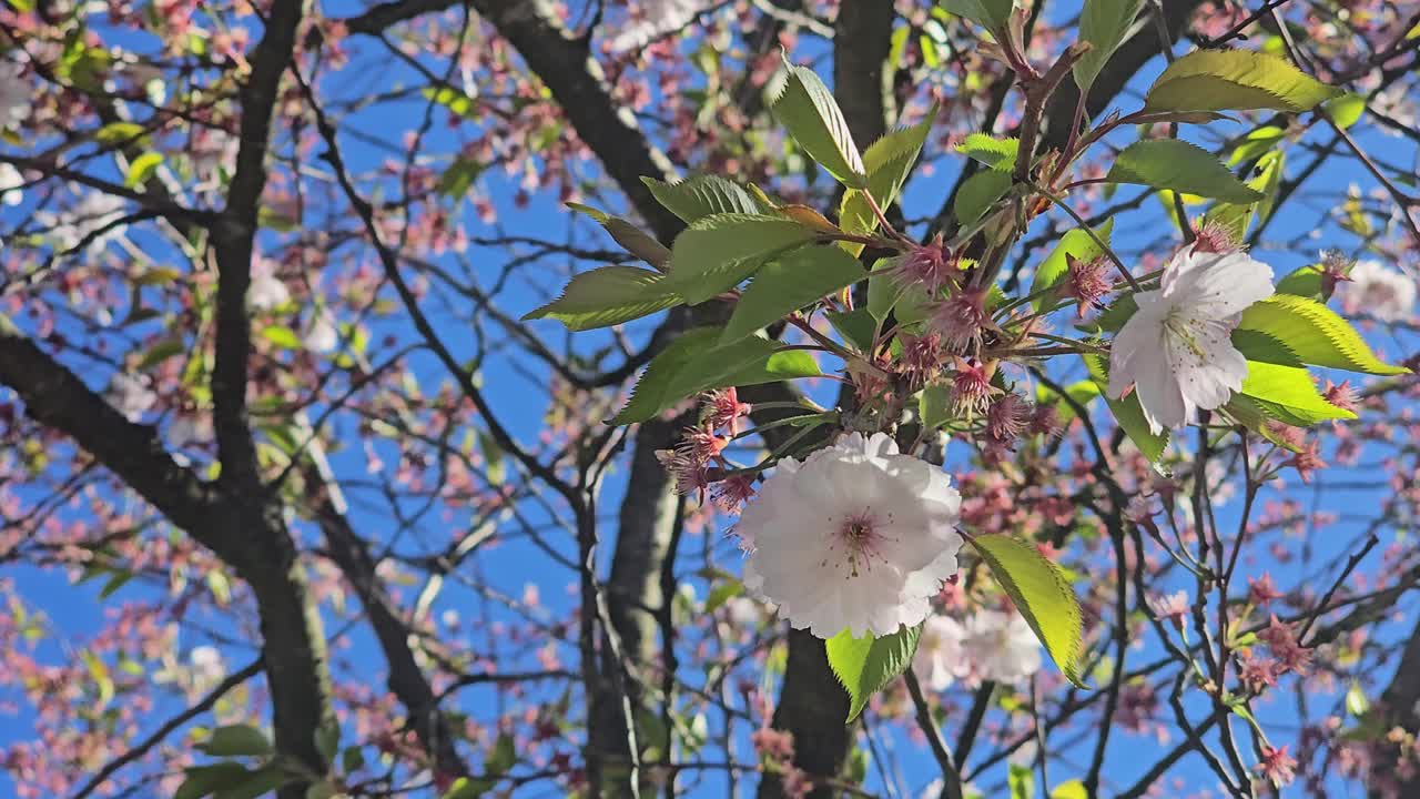Fine hvide kirsebærblomster på en gren i stærkt sollys.