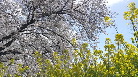 incredible cherry blossoms and canola flowers in rural setting during spring