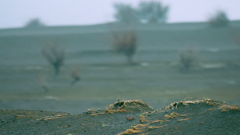 Enfoque-Tire-Entre-Las-Plantas-En-Fuertes-Lluvias-En-Ponta-Dos-Capelinhos