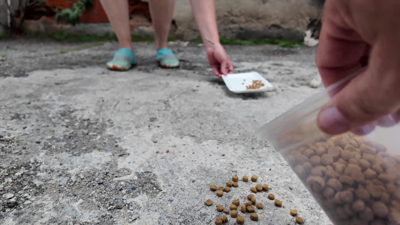 Streunende Katze frisst Futter auf der Straße, zeigt Fürsorge für Tiere, warmes Gefühl