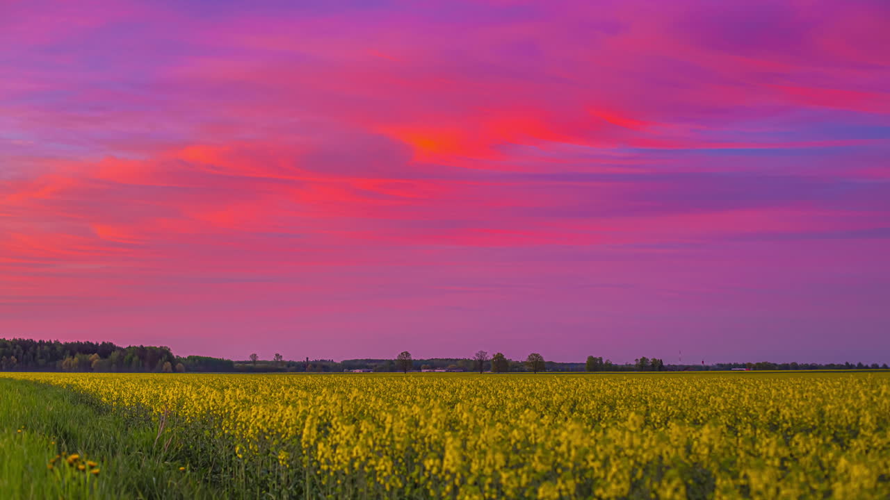 toma cinematográfica de lapso de tiempo del campo de canola en crecimiento y el cielo rojo con nubes voladoras