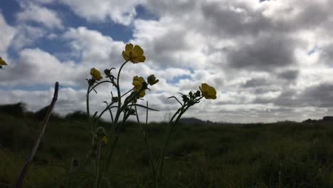 siluetas de flores amarillas flotando y soplando en la brisa bajo un cielo nublado durante el día
