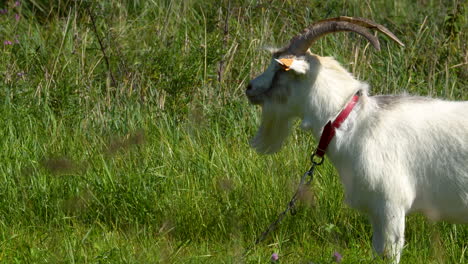 una cabra blanca con cuernos largos de pie en un prado, atada con un cuello rojo
