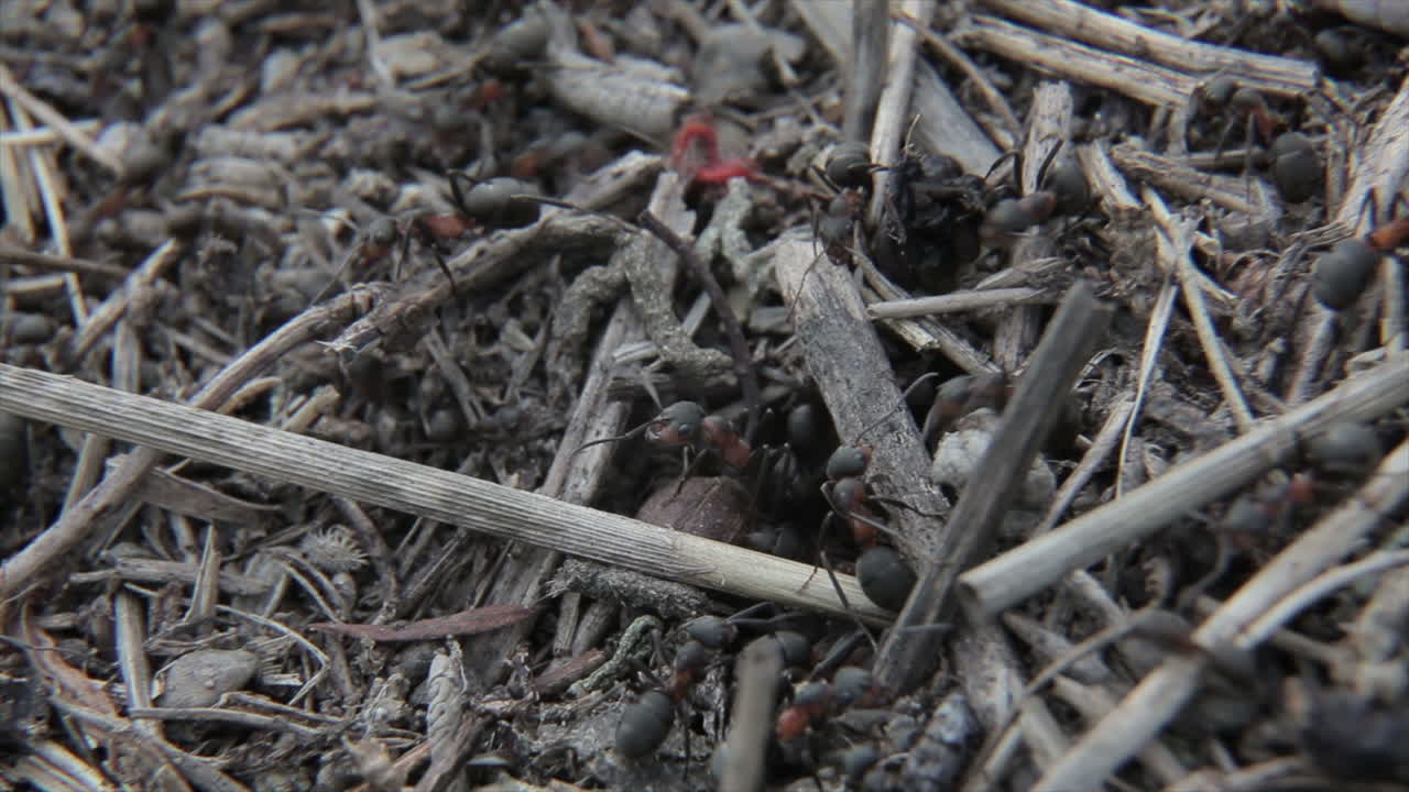 낮 동안 음식을 수집하고 자연의 구멍 주변에서 일하는 개미 군집