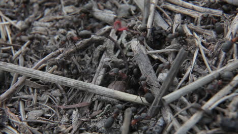 una colonia de hormigas recolectando comida y trabajando alrededor de su agujero en la naturaleza durante el día