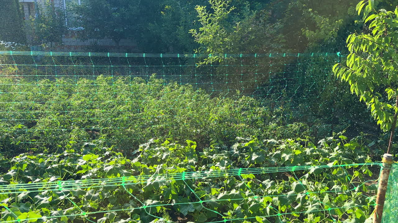 Water is dispersed on the orchard. Hot summer day watering the plants at farm.