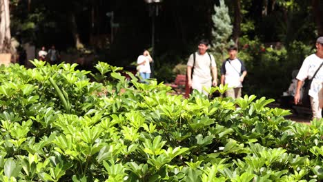 visitors stroll through lush green park area