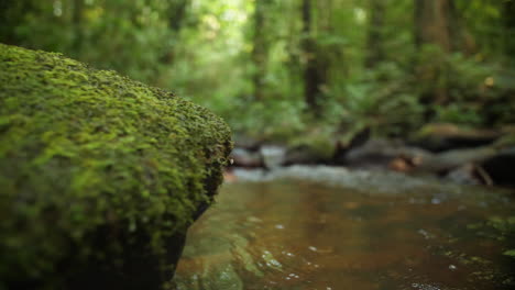 Río-Con-Musgo-Sobre-Una-Roca-En-El-Bosque-Amazónico.-Saúl-Guayana-Francesa