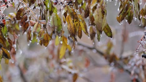 Blätter-Und-Äste-Des-Baumes-Erfroren-Beim-Ersten-Morgenfrost-Im-Spätherbst.