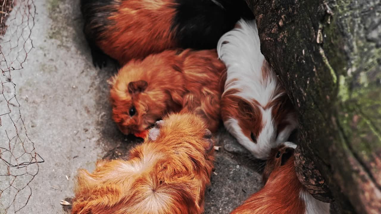 A group of adult guinea pigs eating carrots and seeds in an outdoor pen