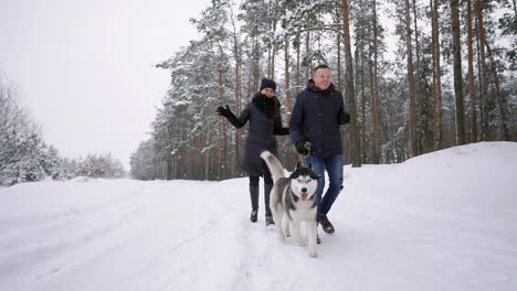 people on a walk in the forest. a man and a siberian husky dog are pulling a sleigh with a child in the snow in the forest. a woman is walking in the forest