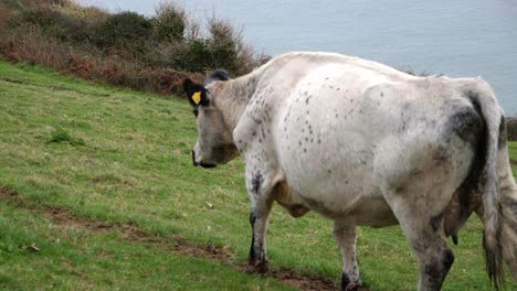 close up slow motion of a cow walking along a trail in a field through the shot with a coastal background