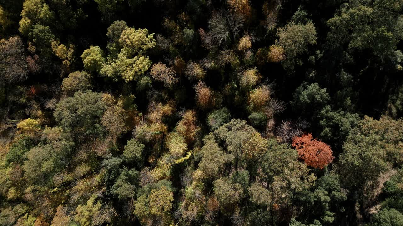 Birds eye view of autumn forest landscape in Arbucias, Girona, Spain