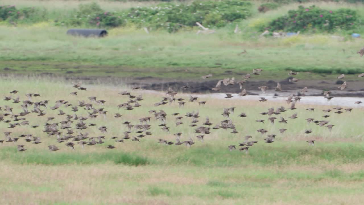 Slow motion view, mesmerising murmurations, starlings flock formations