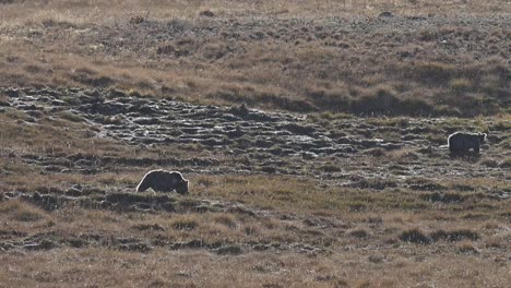 Himalaya-Braunbär-Grasen-Im-Deosai-Nationalpark