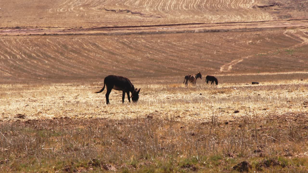 burro pastando en el campo tiobamba cusco, peru - 4k