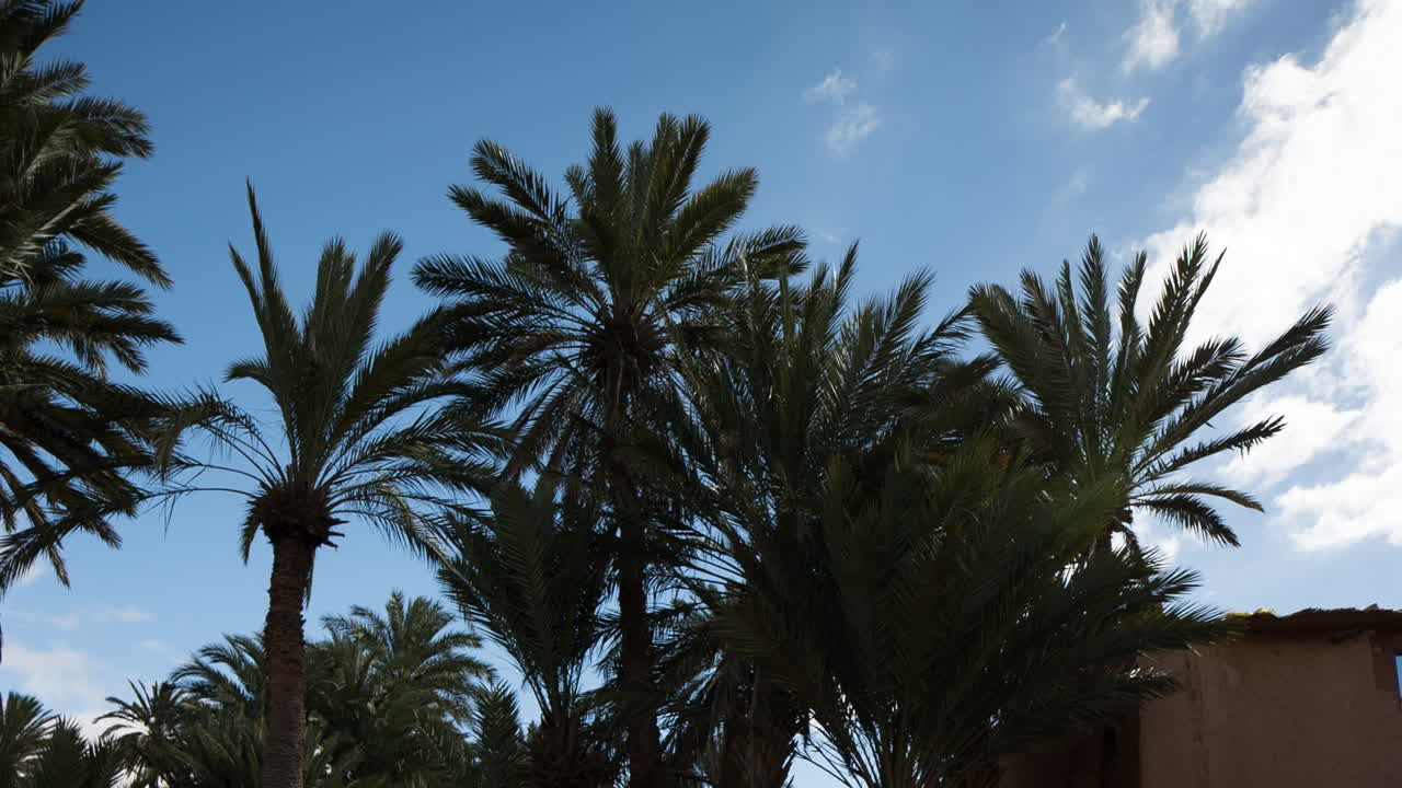 Oasis Palm Trees 01
