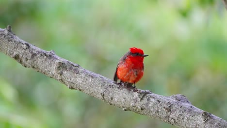 vibrant bright red plumage, scarlet flycatcher, pyrocephalus rubinus perching on tree branch against beautiful foliage background