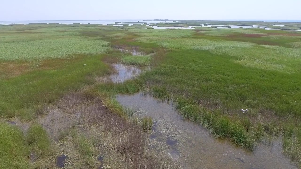 Aerial View of a Coastal Wetland with Marsh Grass and Water