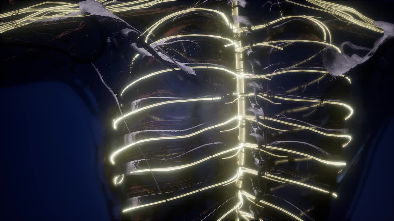 anatomía del cerebro humano