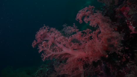 pink soft coral on tropical coral reef with