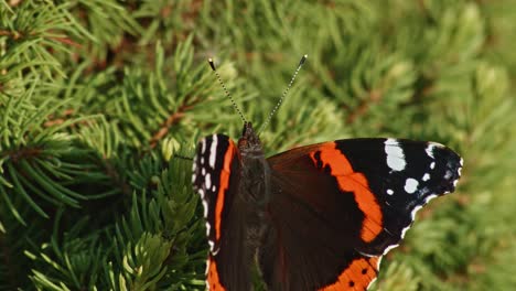 primer plano de la mariposa almirante roja posada sobre hojas verdes de coníferas