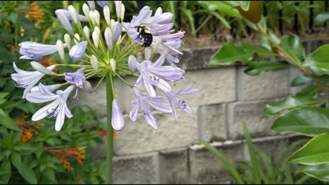 A-bumblebee-pollinating-a-group-of-purple-Violet-flowers