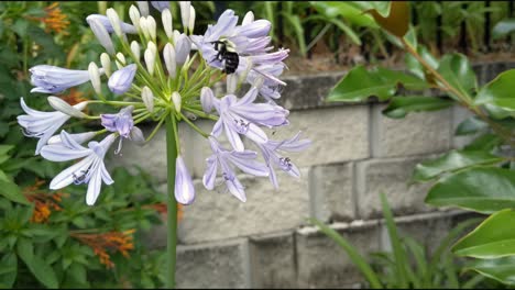 un abejorro polinizando un grupo de flores violetas violetas