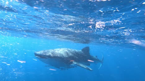 gopro cámara lenta de la vista frontal de un tiburón ballena bajo el agua
