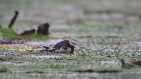 Jacana-De-Cola-De-Faisán-Sentada-Sobre-Huevos-Bajo-Una-Intensa-Lluvia-Para-Guardarlos-Para-La-Eclosión