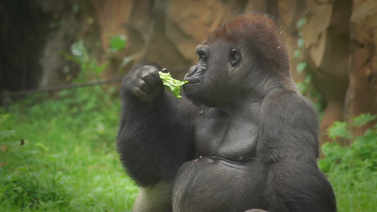 Primo piano di un gorilla che mangia allo zoo
