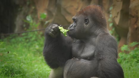 cerca de un gorila comiendo en el zoológico