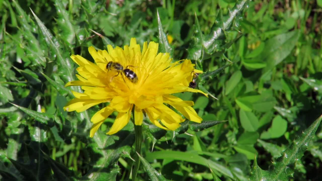 Api che volano tra i fiori e raccolgono nettare
