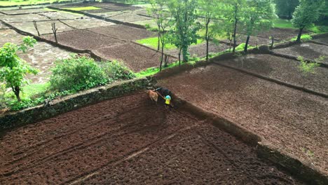 drone shot of a man farming with his bullock