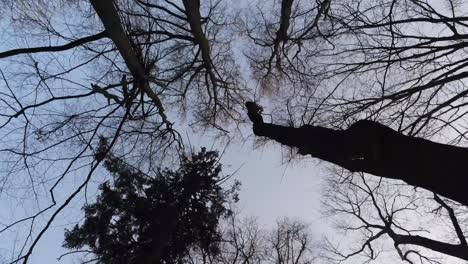 Slowly-moving-through-the-sparse-branches-of-a-winter-woodland-forest,-looking-up,-aerial