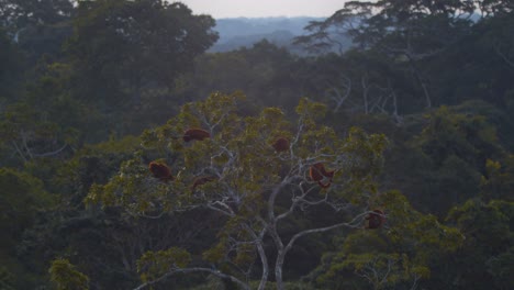 Slider-Shot-Troupe-De-Monos-Aulladores-Rojos-Descansando-En-Lo-Alto-De-Un-árbol-Lejos-De-Cualquier-Peligro