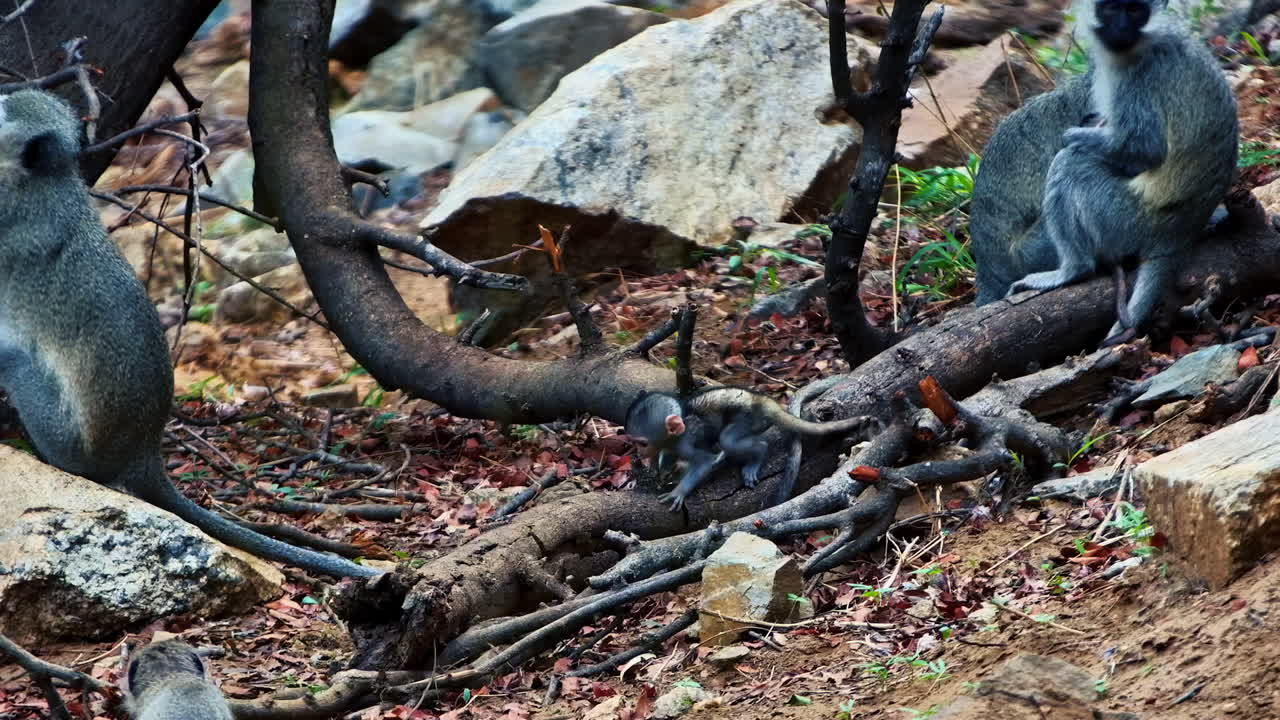 A tiny baby Vervet monkey sits on a tree root, surrounded by its watchful family