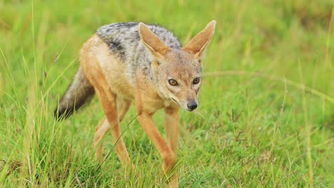 slow motion shot of jackal scavenging for a kill, running around searching for oppurtunity, hopeful african wildlife in maasai mara national reserve, kenya, africa safari animals in ecosystem