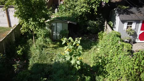 sunflowers, sheds and backyard city garden on a sunny day